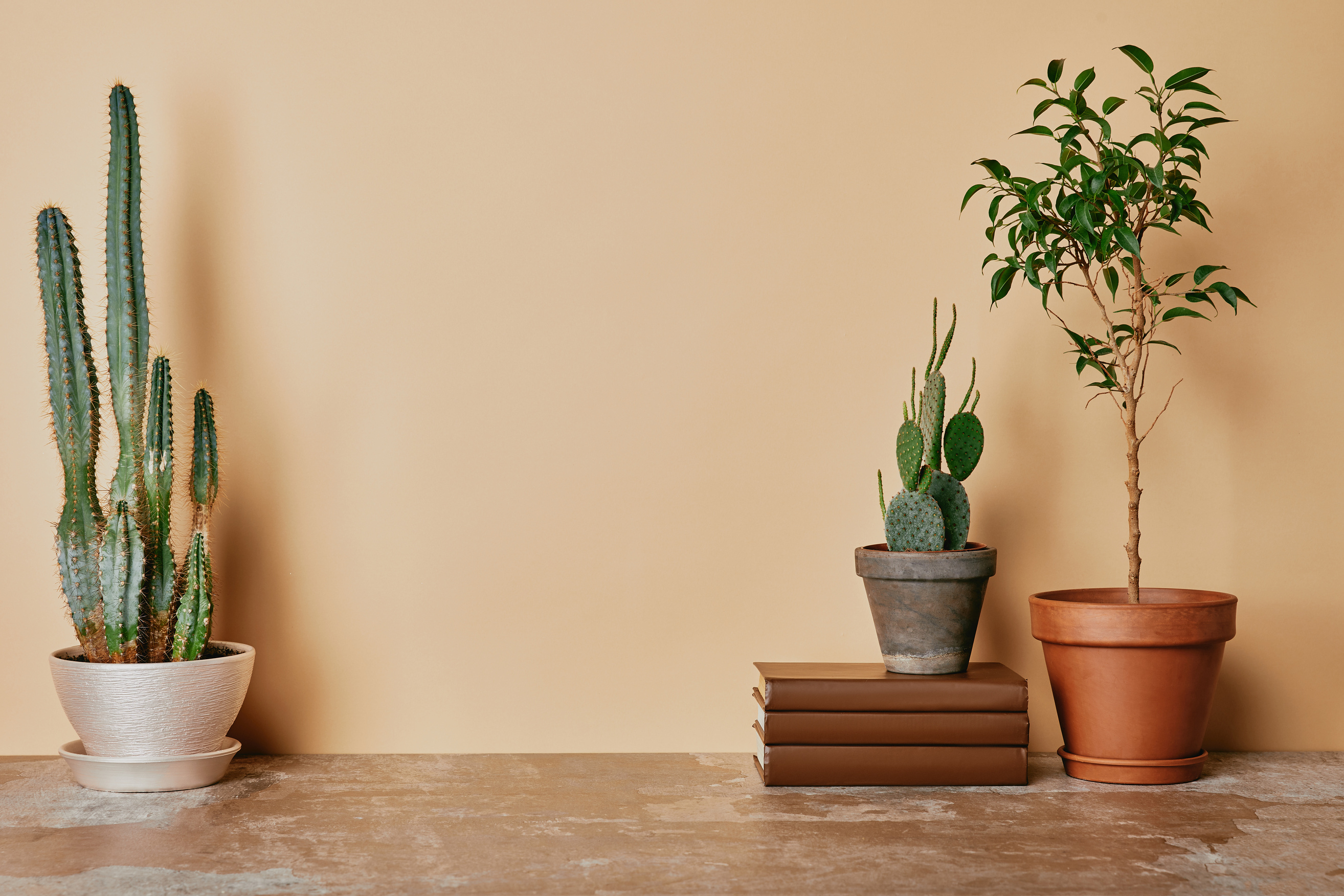 Different plants and books on beige background